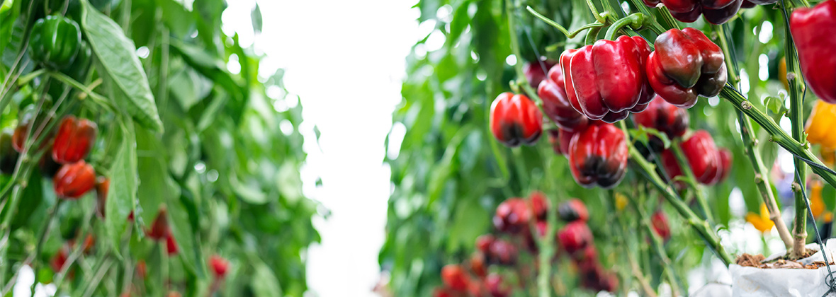 Osasto: <span>Paprika- ja chilisäilykkeet</span>