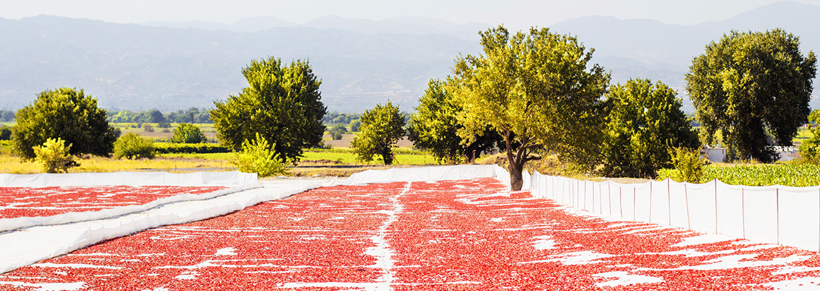 Category: <span>Sun dried tomatoes</span>